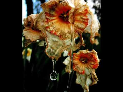 Flowers - Brad Paisley