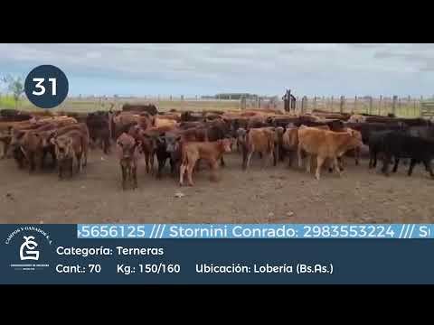 Lote Hembras -  Lobería Bs As