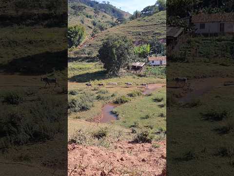 ZONA RURAL ,  O GADO EM FILA MUNICÍPIO DE RIO VERMELHO MG