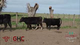 12 Terneras de 312 kg - Grupo de Hacienda Cooperativo - Plaza Ganadera