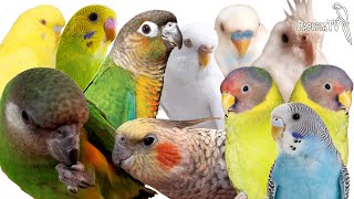 Mieszana kolekcja papug Marii
