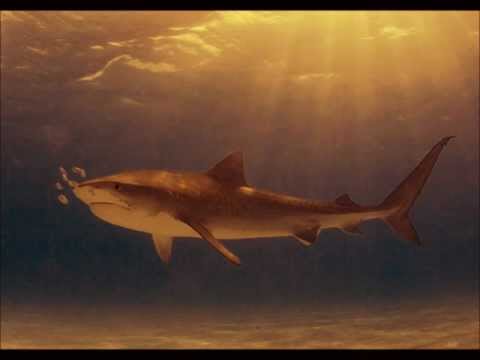 TIGER SHARK (Rough Sounds International)
