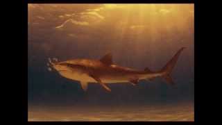 TIGER SHARK (Rough Sounds International)