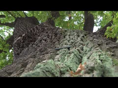 Brodnica - miejsca nieznane - część II "Brodnicki Senior"