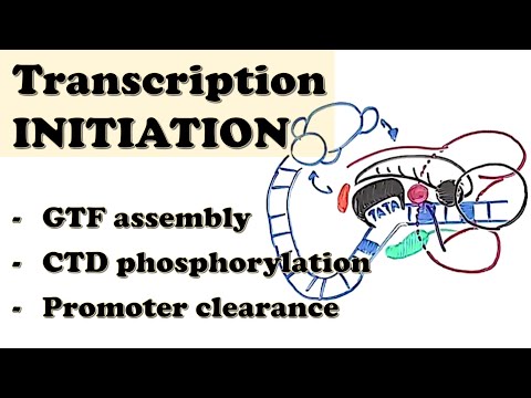 Eukaryotic Transcription INITIATION - GTF assembly, CTD phosphorylation, Promoter escape/clearance