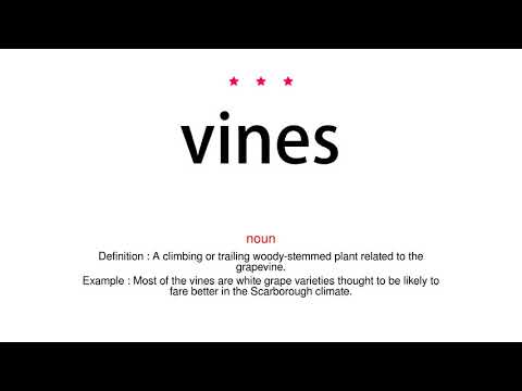 How to pronounce vines - Vocab Today