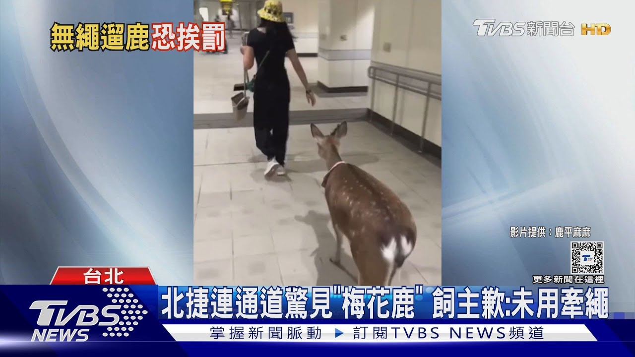 北捷連通道驚見「梅花鹿」飼主歉：未用牽繩