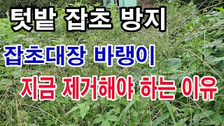 텃밭 잡초방지. 잡초대장 바랭이 지금 제거해야 하는 이유- 텃밭농장 잡초제거 방법, 바랭이 제거법, 잡초 제…