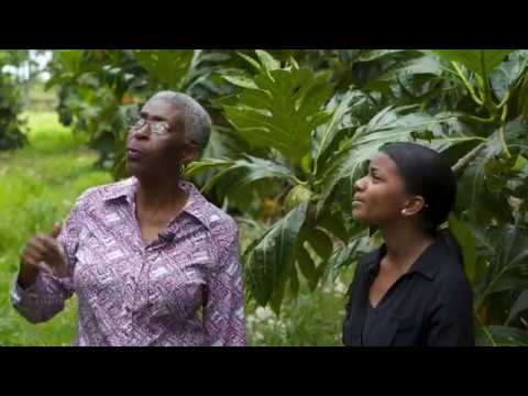 Talking Breadfruit with Dr. Laura Roberts-Nkrumah | OutHere
