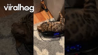 電化製品の振動の上でじゃれる猫 / 家電と動物たち のサムネイル