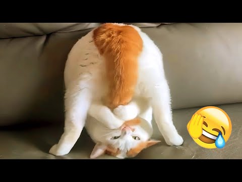 Best Funny Cat and Dog Videos 2026 😹 Try Not to Laugh 🙄 #FunnyDogs #TryNotToLaugh #FunnyCats