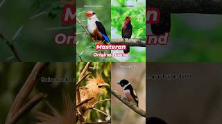 Download lagu Masteran suara asli mp3 Download lagu Masteran suara asli mp3
