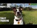 Play Video: Puppy Tips - Toilet Training Your Puppy