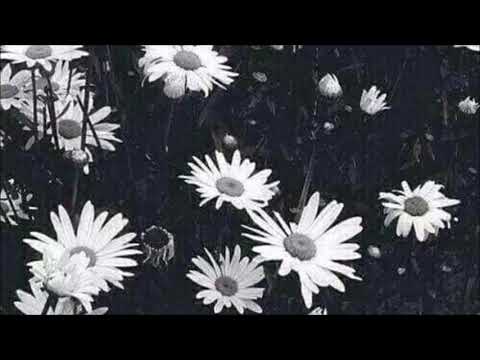 DMG Deniz - Papatya (2018)