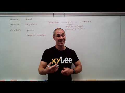 Regulation of digestive activities