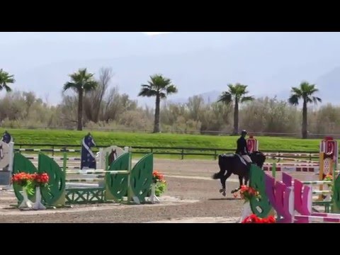 Contento RC - Stallion - Qualifier 6Yr Week VI - Rancho Corazon - BDN Sport Horses