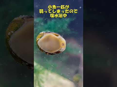 石巻貝を水槽に導入した結果・・・。 #アクアリウム #魚 #水槽 #水中#水中 #魚
