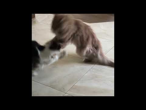 Funny Cats Mortal Kombat Amon I Nasus