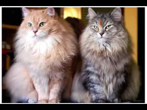 20 cats hungry for two weeks ate the owner's carcass