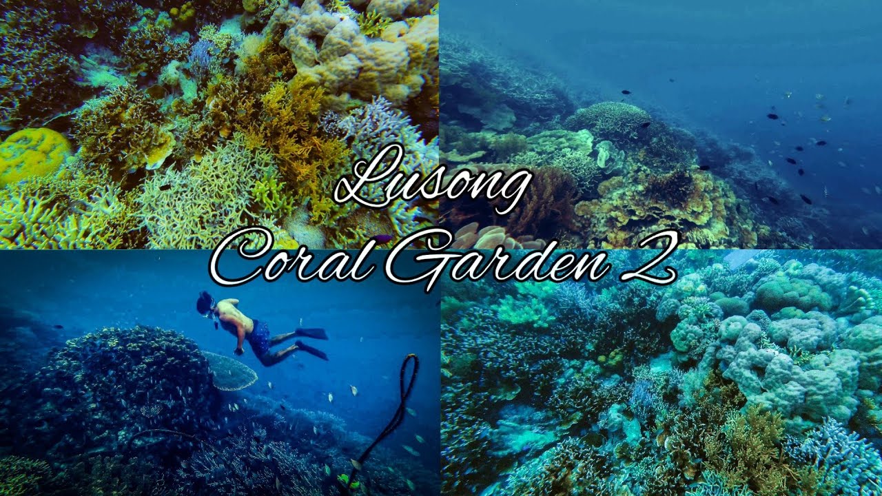 Experience snorkeling at Lusong Coral Garden virtually.