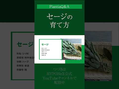 ステップセージ 植物
