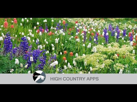 Flora of the Wasatch Video