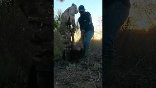 FIM DE CAÇADA! #javalibrasil #caçadejavali #hunt #hunting #caca #wildlife #wildanimals #wildboar