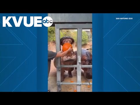 Hippos enjoy pumpkins ahead of Halloween at San Antonio Zoo - YouTube
