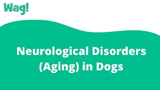 Neurological Disorders (Aging) in Dogs | Wag!