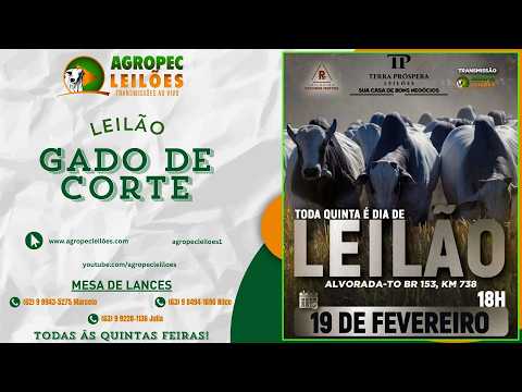 agropecleiloes.com LEILÃO GADO DE CORTE | TERRA PRÓSPERA LEILÕES-ALVORADA-TO 19/02/2026