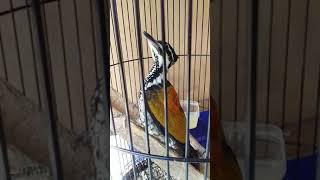 Download lagu pelatuk bawang jinak... mp3 Download lagu pelatuk bawang jinak... mp3