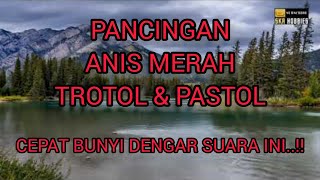 Download lagu TERAPI Burung Anis Merah TROTOL & PASTOL Agar Cepat Bunyi. mp3