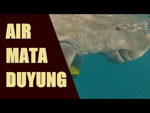 Akhirnya Terungkap Misteri Asal Usul Minyak Air Mata Duyung Berkhasiat Ilmu Pelet Ampuh