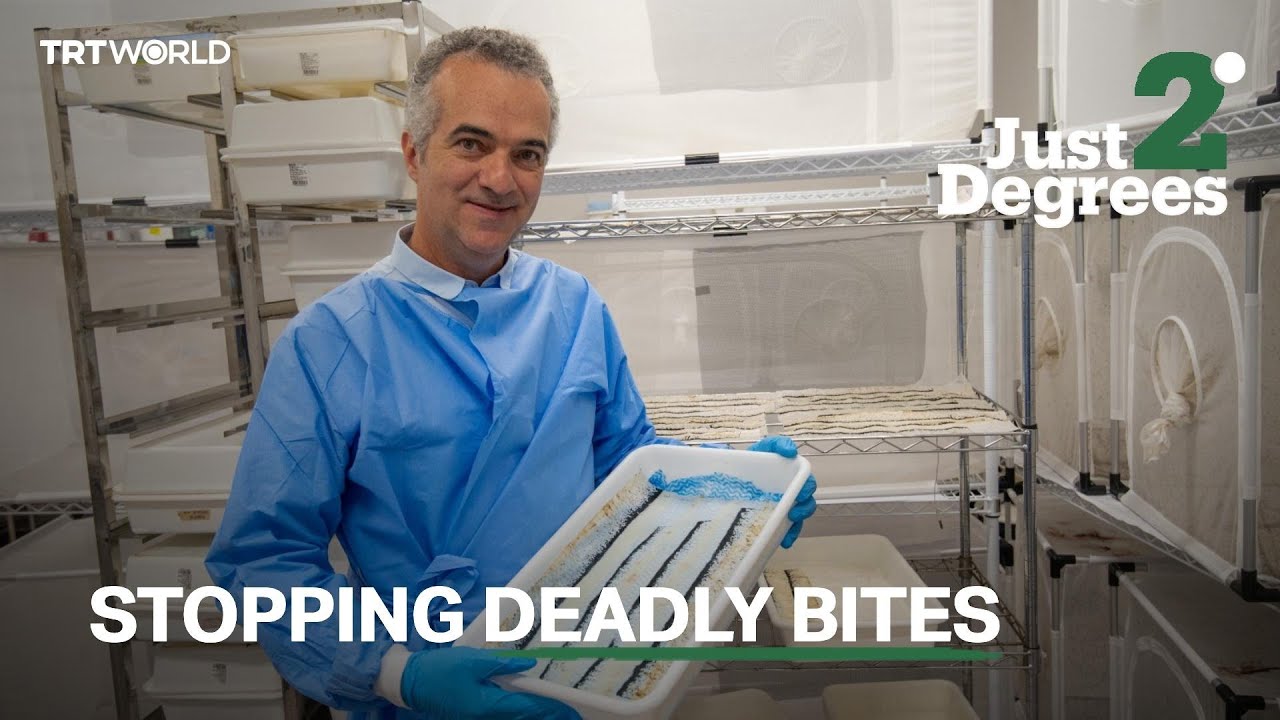 The scientist trying to rid the world of mosquito-borne diseases