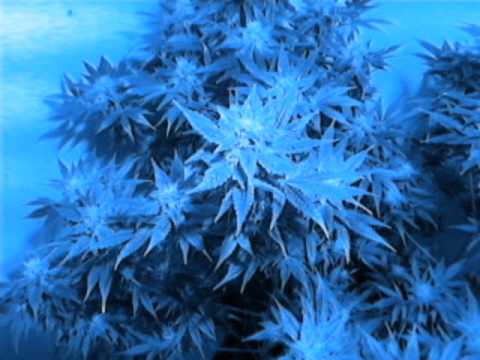 Bloedhond ft Picasso We blijven Hosselen