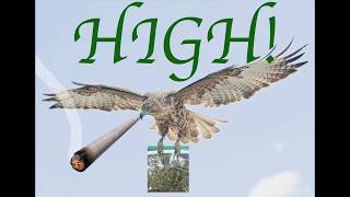 ANIMAL GUIDES A Day Away, Shihad (Looking for CLARITEA? Redbubble dot com)