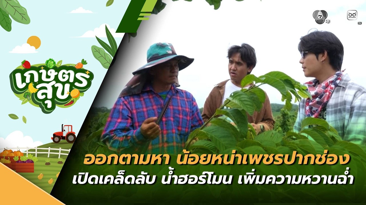 เกษตรสุข EP.30 | ออกตามหา น้อยหน่าเพชรปากช่อง เปิดเคล็