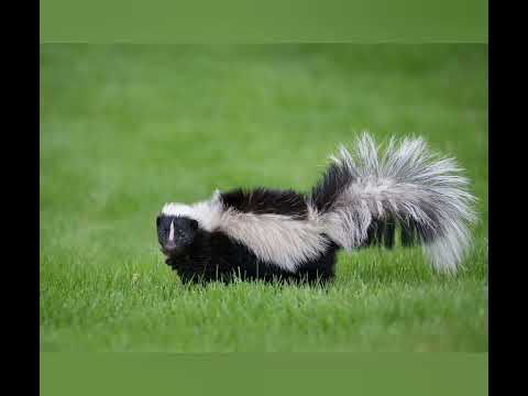 Skunk Sounds