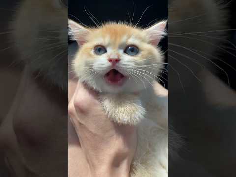 A cute cute meow meow.🐱