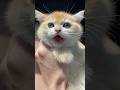 A Cute Cute Meow Meow