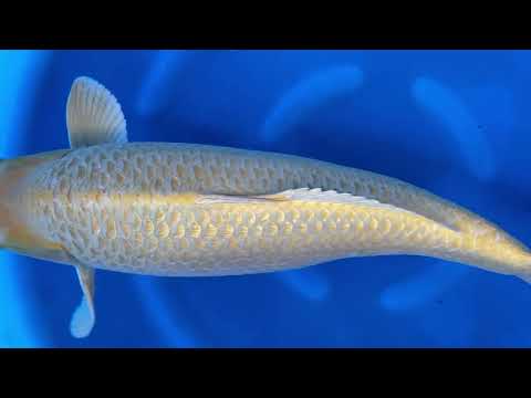 JKS-509 Yonsai gr yamabuki female