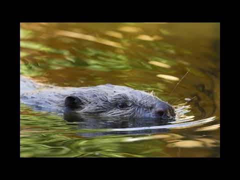 AM ABEND AUF DER HEIDE --- MÜHLENHOF-MUSIKANTEN (LETRA ALEMÁN --ESPAÑOL)