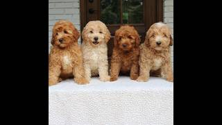 Video preview image #1 Goldendoodle (Miniature) Puppy For Sale in LEOLA, PA, USA
