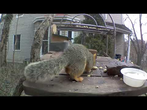 Hallo my name is Inigo McSquirrelio