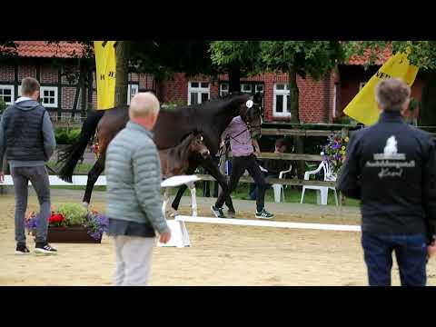 -Endring-48. Stute, geb. 16.06.2022 – BV: Santos M: Sir Donnerhall – Beach Boy