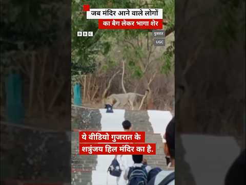 Gujarat के एक मंदिर में लोगों का बैग ले गया शेर #gujarat #lion