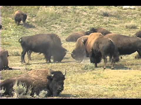 Gary Owen - 7th Cavalry March (with marching Buffalo)