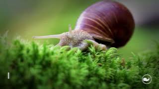 VideoImage1 Clid The Snail