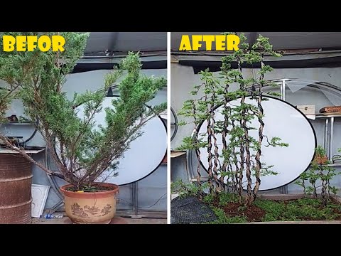 How to bend and prune great bonsai - A guide for beginners to bonsai #04 #Cypress Forest Bonsai