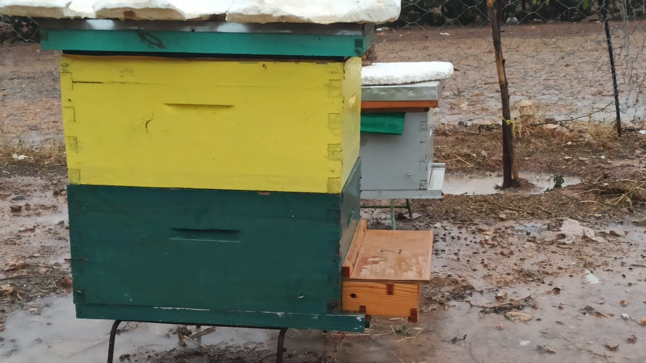 شاهد روعة الامطار و هي تتساقط فوق خلايا النحل  #الطقس #تربية_النحل Heavy rain falls on t